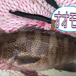 47cmの化け物オオモンハタ！この日は巨大魚連発。